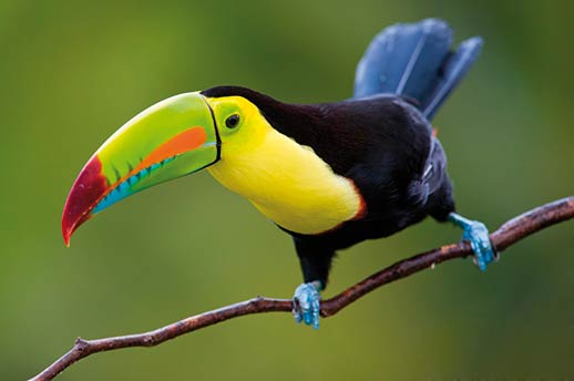A colourful toucan